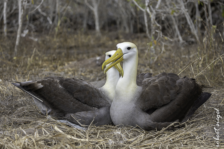 galapagos